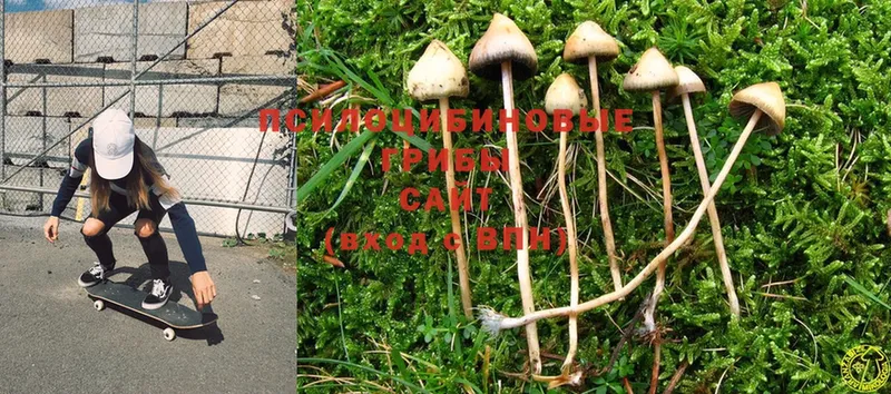 Псилоцибиновые грибы Cubensis Новочебоксарск